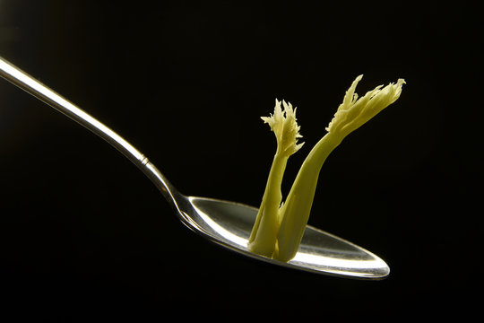sprout of celery in a tablespoon on a black background