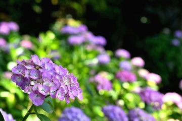 Obraz premium 色とりどりの紫陽花
