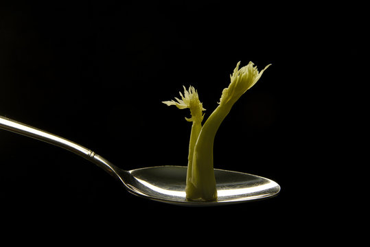 sprout of celery in a tablespoon on a black background