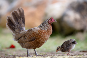 Verwilderte Henne mit Küken auf Kauai, Hawaii, USA.