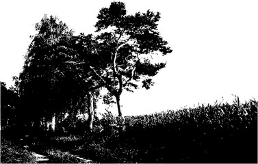Realistic pine tree silhouette (Vector illustration)