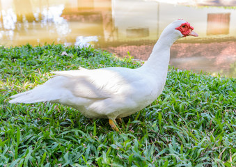white duck