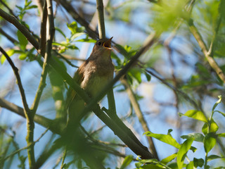 Obraz premium Nightingale hiding in a bush