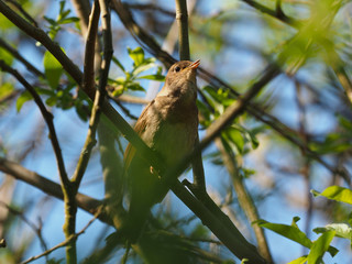 Nightingale hiding in a bush