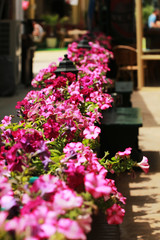 Petunia flowers on a fence 