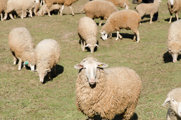 Obraz premium Herd of sheep in a meadow