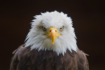 photograph of an American Bald Eagle - 135320499