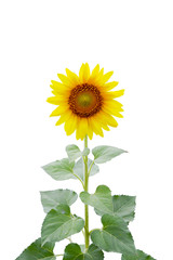 Fototapeta premium Beautiful sunflower as isolated background