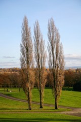 Beautiful autumn landscape with coloured trees, blue sky and green field.