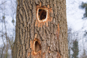 Spechtlöcher dreieckig und viereckig