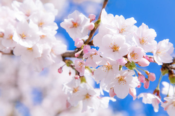 Fototapeta premium 入学式