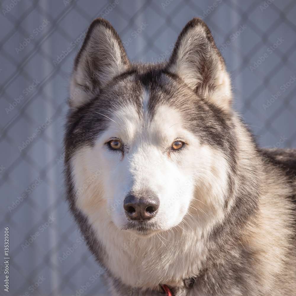 Wall mural Siberian Husky portrait