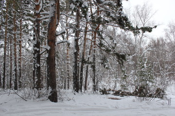 Beautiful winter landscape with snow covered trees 30056