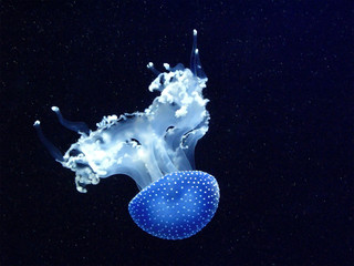 Glowing spotted jellyfish in dark blue water - obrazy, fototapety, plakaty