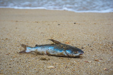 Death fish on the beach, global warming extinction.