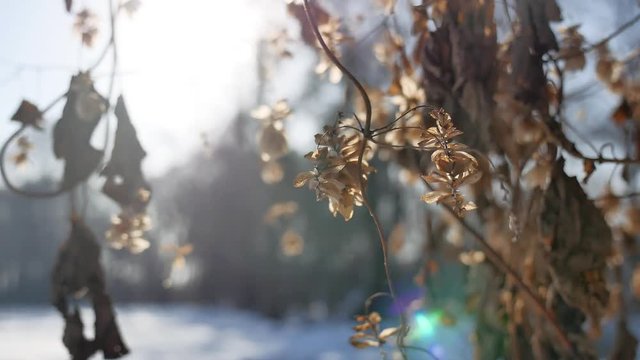 dry hops sun glare winter forest nature the landscape