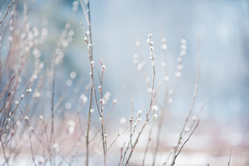 Obraz premium Spring background with pussy-willow
