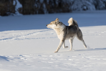hunting Siberian Laika
