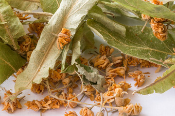 Dry linden flowers on white background