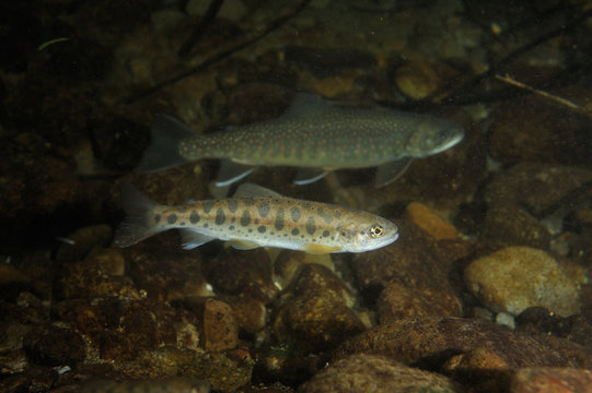 814 件の最適な ヤマメ 画像 ストック写真 ベクター Adobe Stock