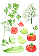 design set of dill, cucumbers, tomatoes, salad and parsley isolated in watercolor style. vegetable background on white