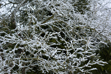beautiful winter horizontal landscape: a branch in the snow, texture, background 