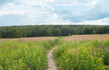 Fototapeta premium sunny day in the countryside earthen path in the grass in the forest
