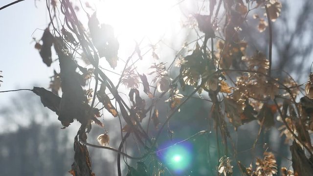 dry hops sun glare winter nature forest the landscape