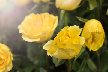 Obraz na płótnie Canvas Yellow rose with green leaf, select focus