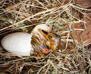 Newborn duckling
