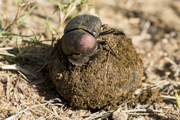 Scarabée sacré, bousier, Scarabaeus sacer, Parc national Kruger, Afrique du Sud