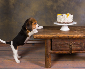 Puppy with cake