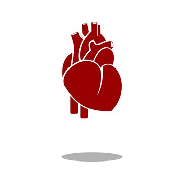 Human heart icon vector
