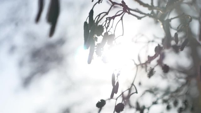 dry alder nature branch glare of the sun, sunlight swinging in the wind forest winter landscape