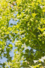 Hop cones in the field