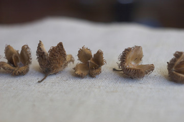 seeds of plants and trees
