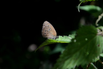 Butterfly on nettle