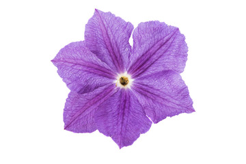 Clematis Isolated