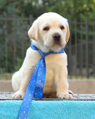 the little labrador puppy on a blue background