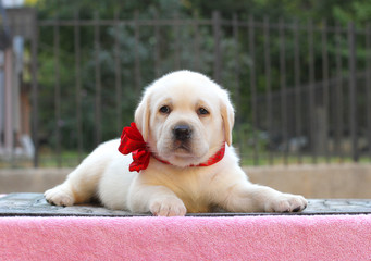 little labrador puppy on a pink background