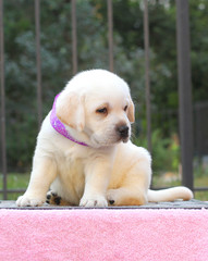 the little cute labrador puppy on a pink background