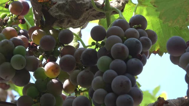 Lovley juicy Grapes fruit
