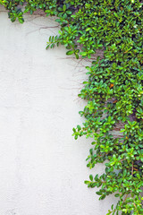 green creeper plant climb on the wall