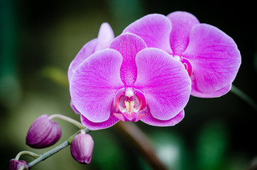 Close up of blooming orchid.