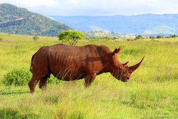 Fototapeta premium Nashorn