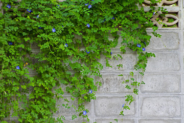 Fototapeta na wymiar butterfly pea flower on brick wall