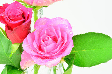 Valentinstag Motiv - Rosen mit Wassertropfen vor weißem Hintergrund mit Textfreifeld
