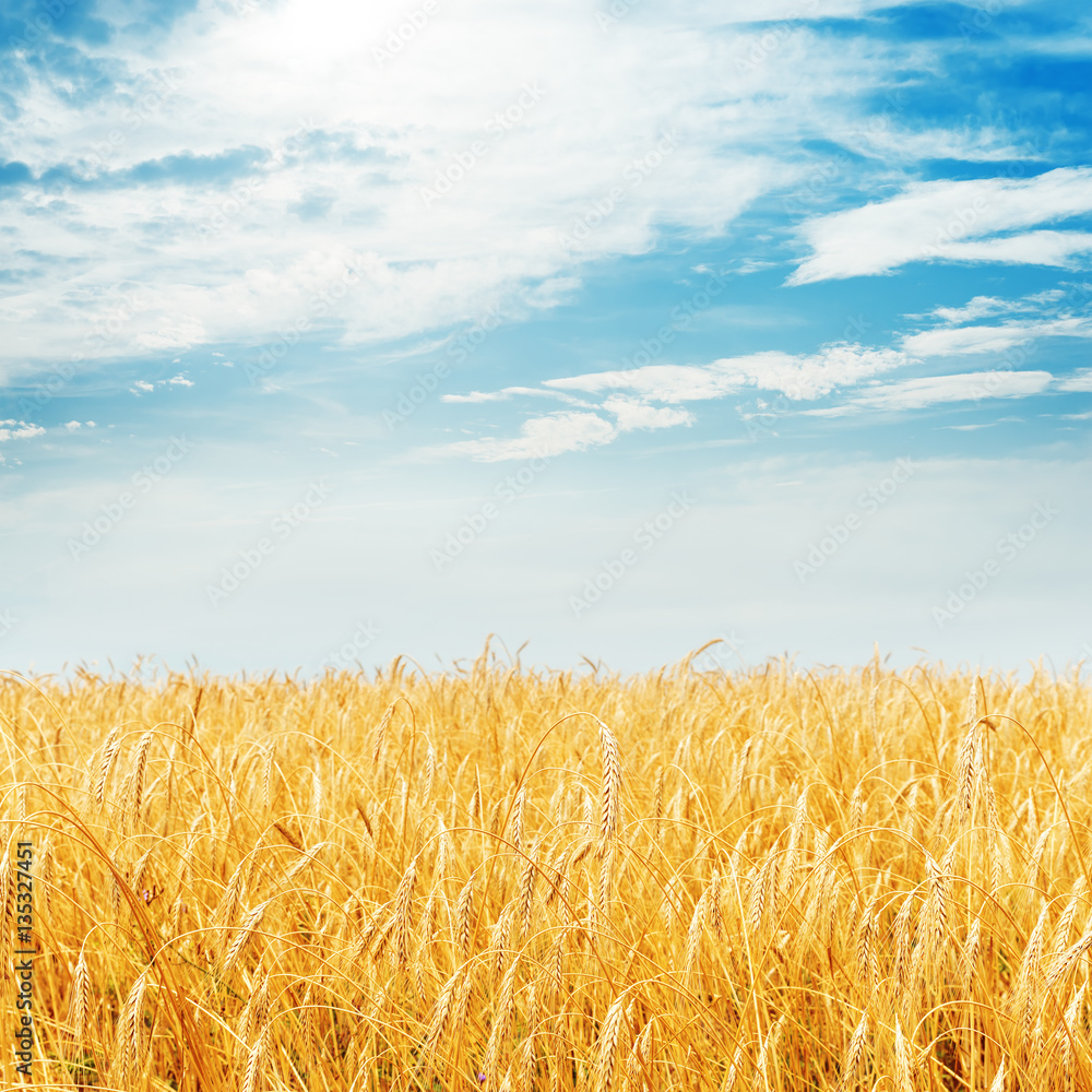 Wall mural golden harvest field and cloudy sky