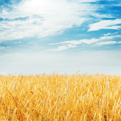 Naklejka premium golden harvest field and cloudy sky