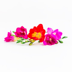 Obraz na płótnie Canvas Freesia flowers in hand isolated on white background. Flat lay, top view. Valentines Day background.